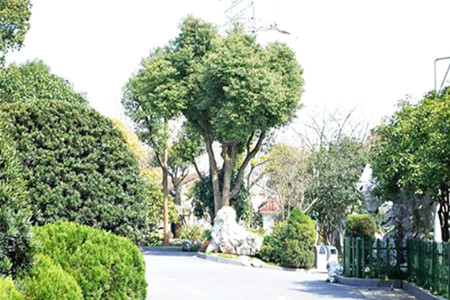 杭州市上城区南山陵园园区环境图