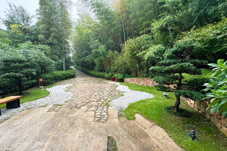 径山竹茶园景观图