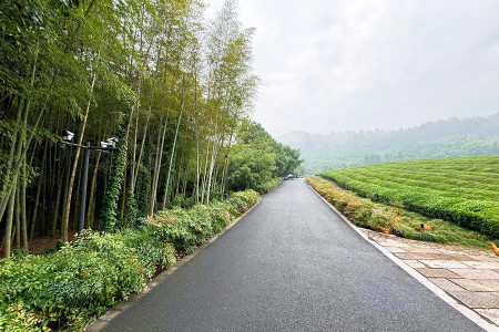 径山竹茶园景观图