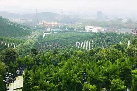 杭州市拱墅区半山公墓墓区环境图