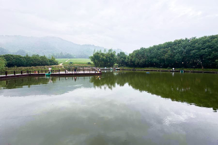 径山竹茶园景观图
